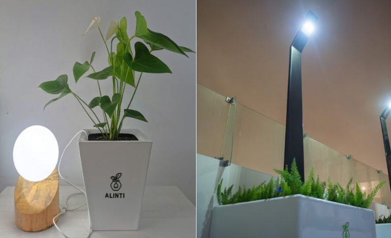 Alinti : Quand les Plantes Illuminent l’Avenir de l’Énergie